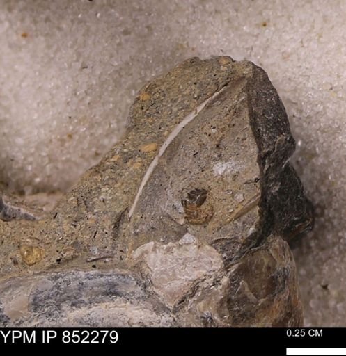 undet. Bivalvia