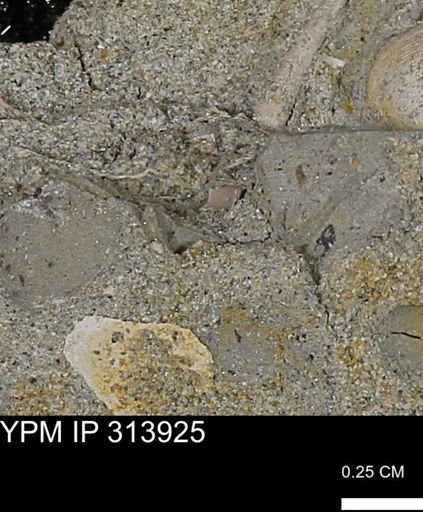 undet. Scaphopoda