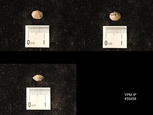 Platystrophia morrowensis