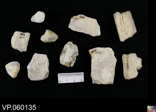 undet. Mosasauridae
