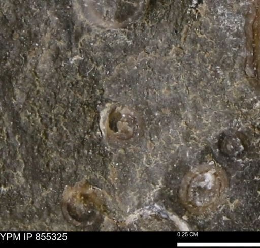 undet. Mollusca