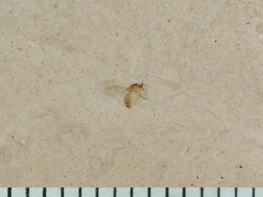 undet. Coleoptera