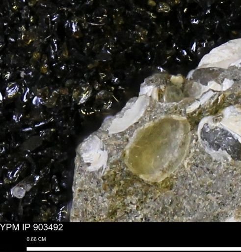 undet. Bivalvia