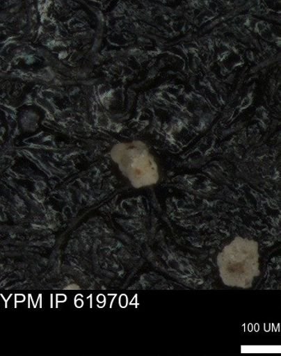 undet. Foraminiferida