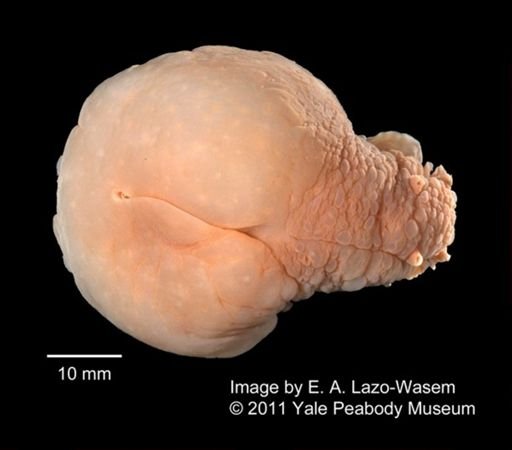 Dolabrifera virens