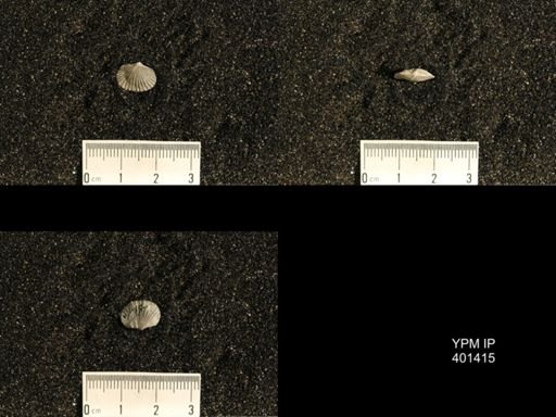 Plectorthis plicatella