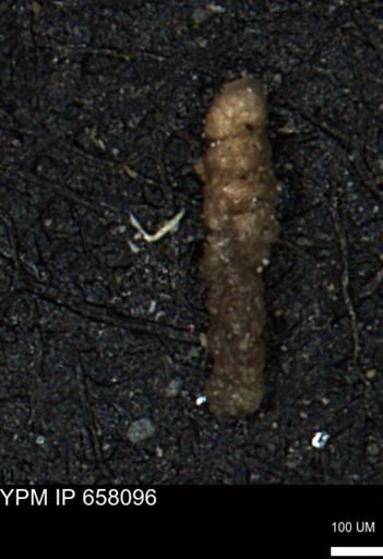 Ammobaculoides whitneyi