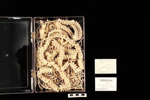 Acrantophis dumerili