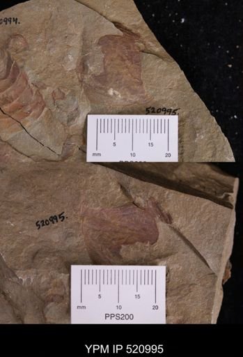 Tremaglaspis?