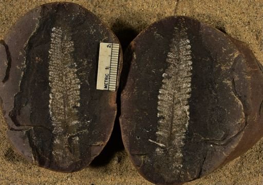 Pecopteris