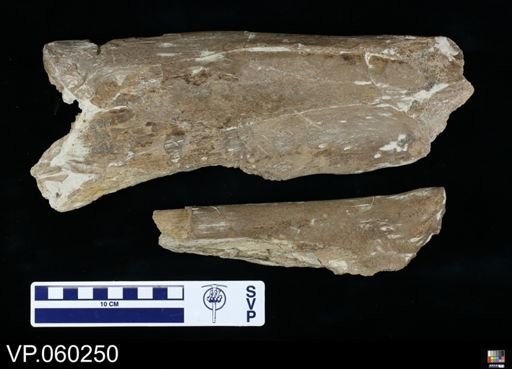 Mosasauridae