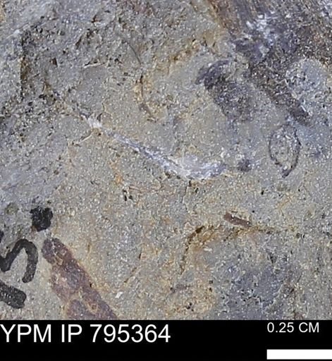 undet. Mollusca