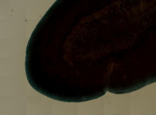 Stylochus ellipticus