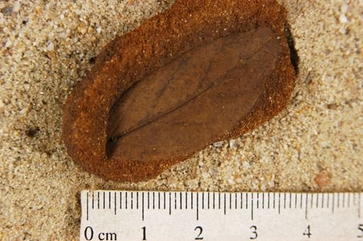 Angiospermopsida