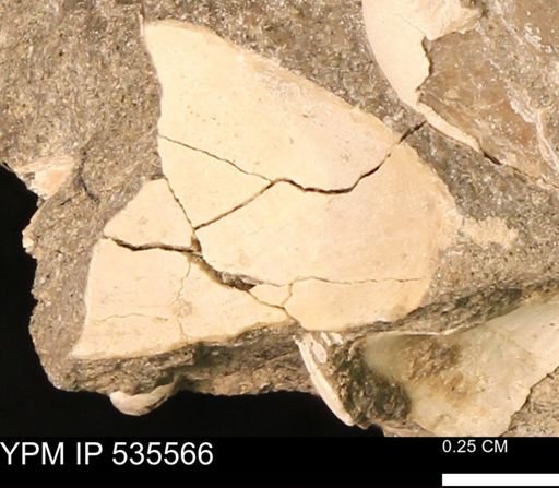 Protocardia subquadrata