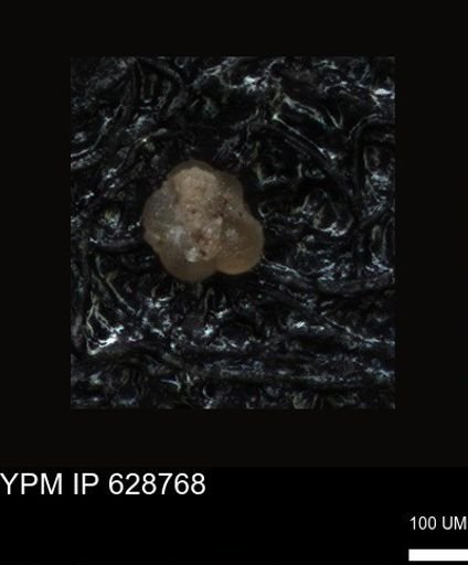 undet. Foraminiferida