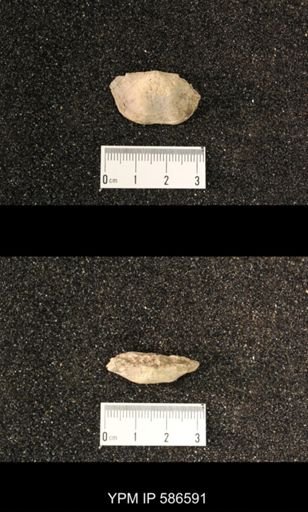 Chonetes granulifer