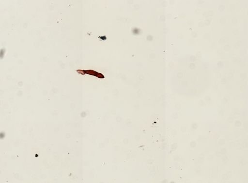 Gyrodactylus elegans