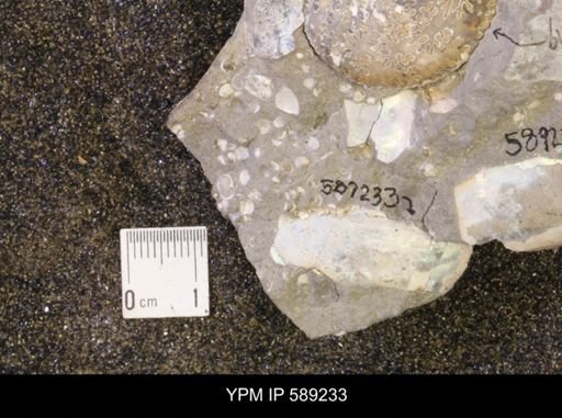 Discoscaphites conradi