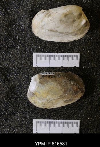 Corbicula?
