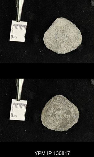 Spinatrypa spinosa