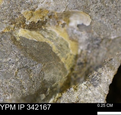 undet. Mollusca