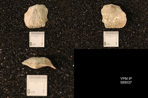 Dinorthis subquadrata
