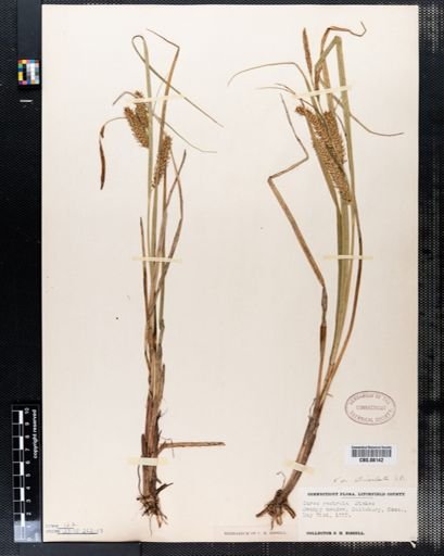 Carex rostrata