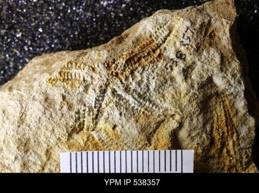undet. Stelleroidea