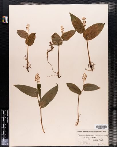 Maianthemum canadense