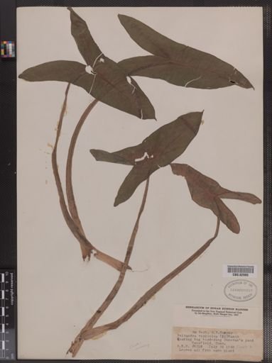 Peltandra virginica