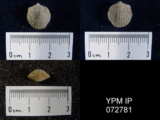Atrypa tennesseensis