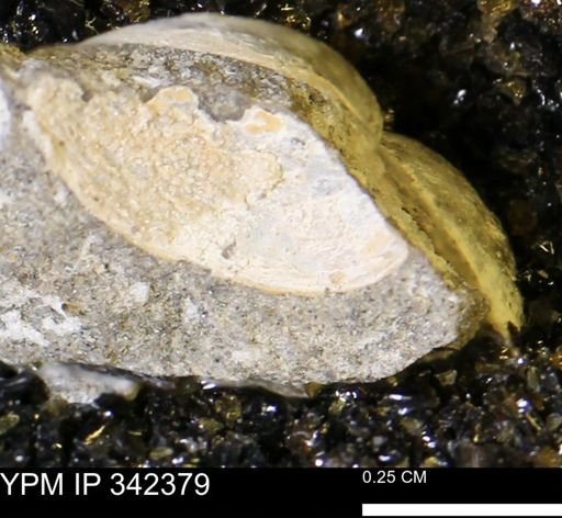 undet. Bivalvia