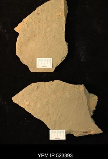 undet. Graptolithina