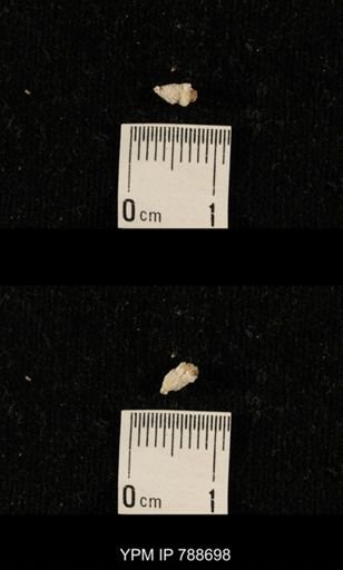 taxon undetermined