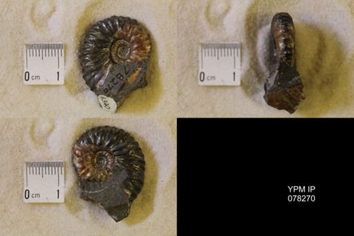 Jeletzkytes nebrascensis