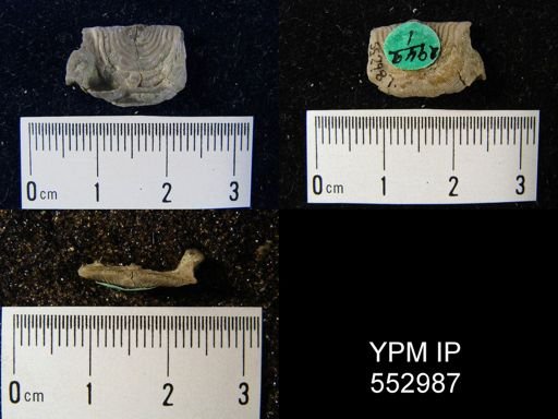 Leptaena rhomboidalis