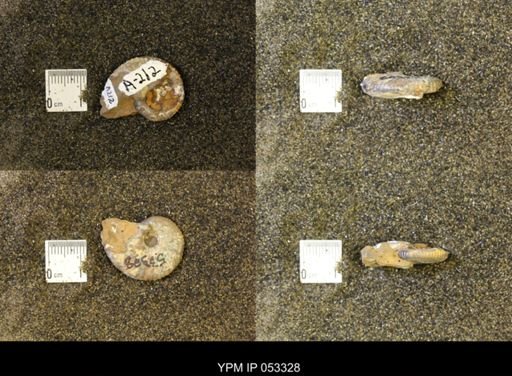Discoscaphites conradi