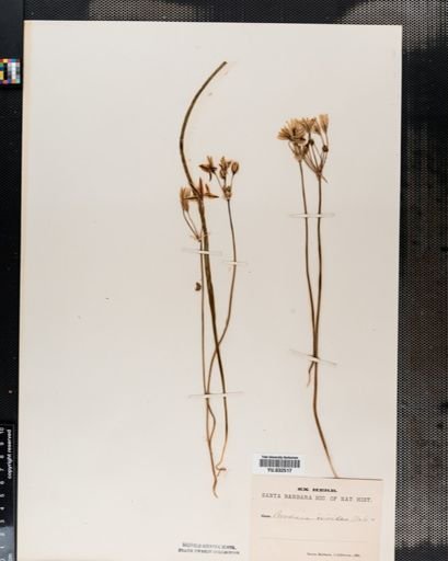 Brodiaea