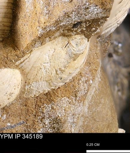 Limopsis striatopunctatus