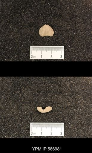 Rhynchotrema capax
