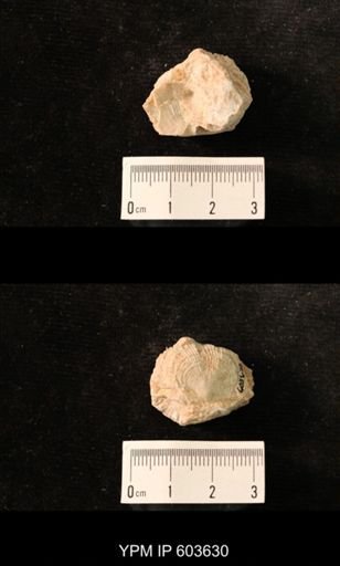 Productus cf. redesdalensis