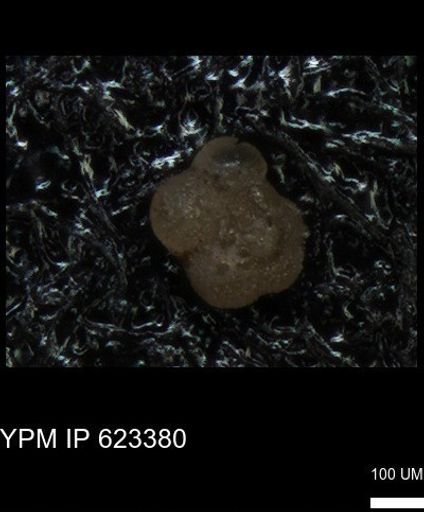 undet. Globigerinina