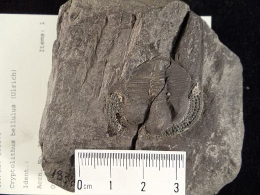 Cryptolithus bellulus