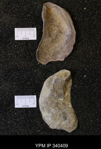 Ostrea glabra