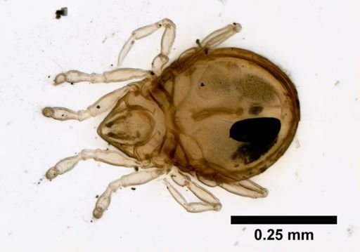 Hydrozetes lacustris