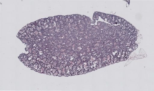Rana clamitans