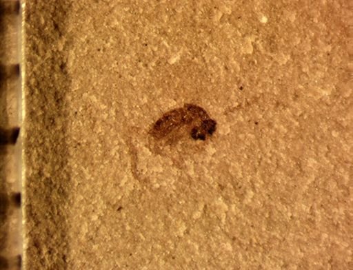 Insecta?