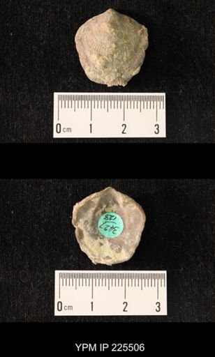 Atrypa sp.