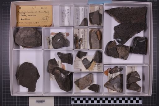 mixed taxa, stratigraphic collection